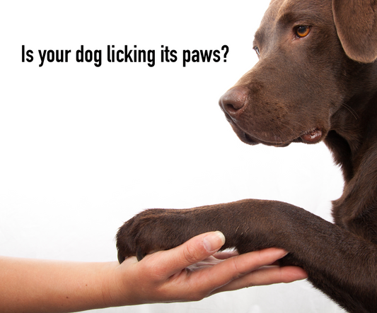 Treatment to improve dog itchy paws