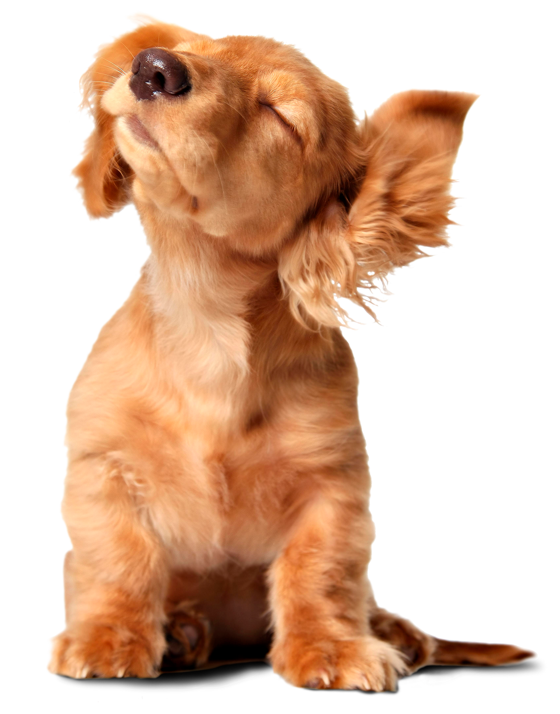 Why should I wash my dog’s ears out?