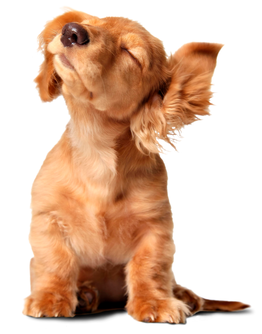 Why should I wash my dog’s ears out?