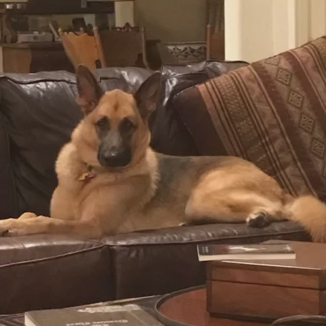 Doggie D-Shed from Doggie Organics. Video explanation from the client itself.