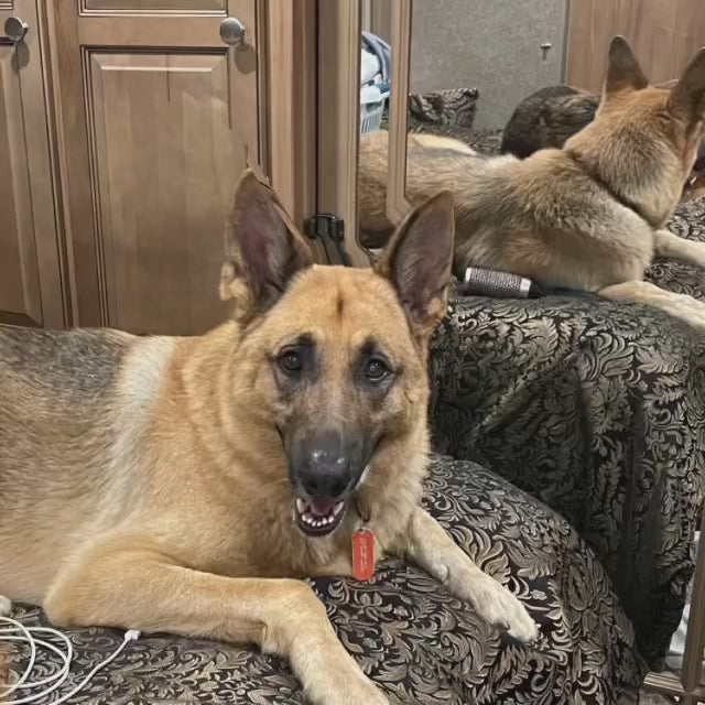 Doggie Anti Itch from Doggie Organics. Video from the client himself.