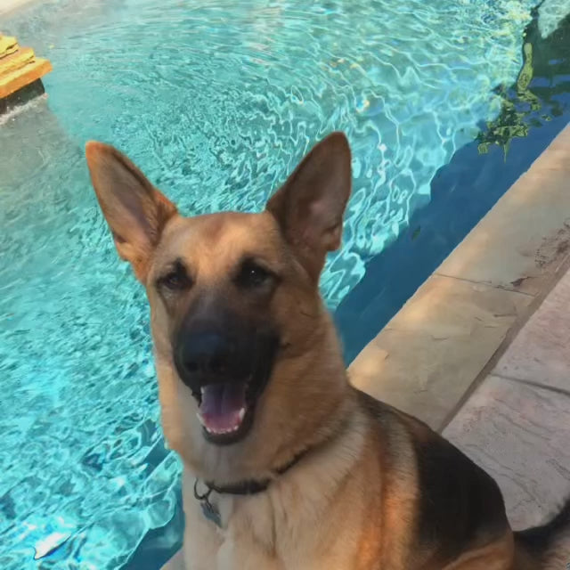 Doggie Ear Wash from Doggie Organics. Video from the client hiself.